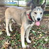 adoptable Dog in  named CUBBY