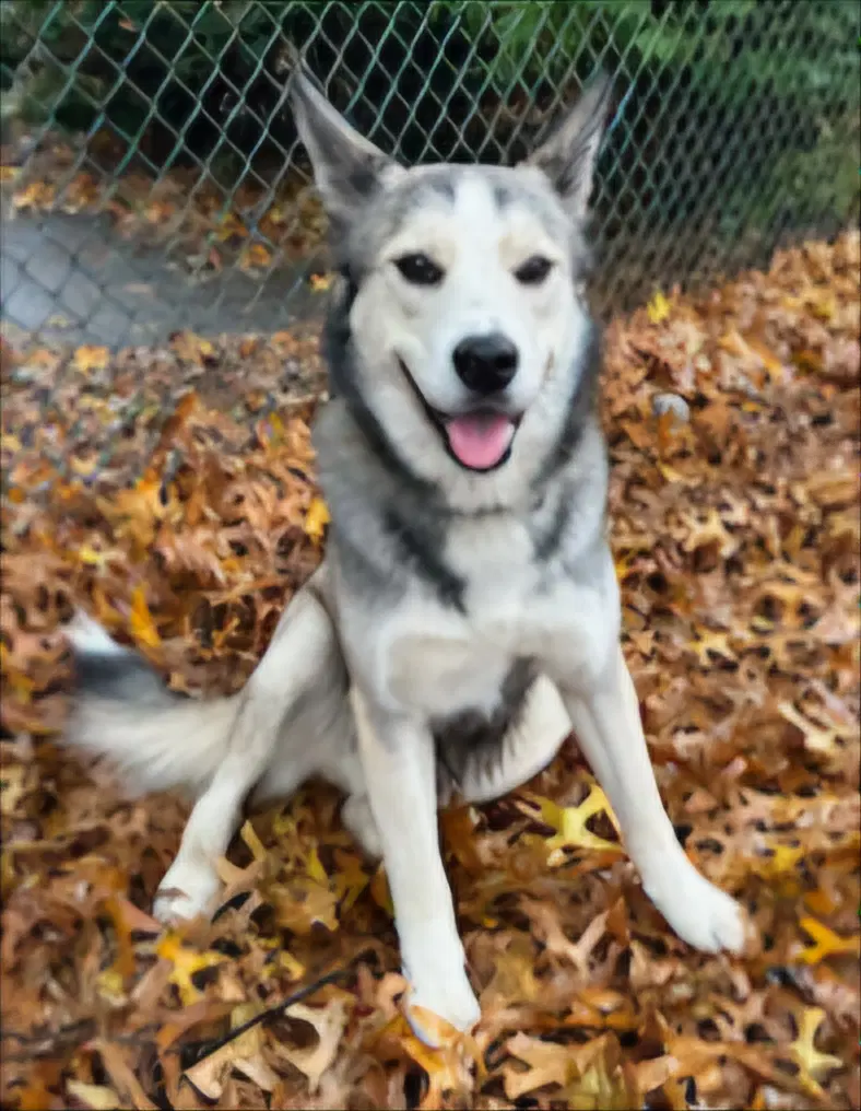 Cubby Hiker - Husky