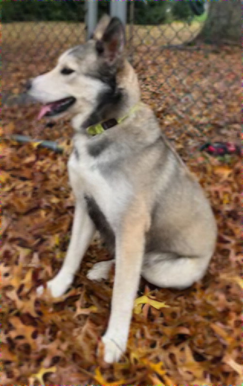 CUBBY HIKER - Husky available for adoption