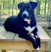 adoptable Dog in  named HUNTER