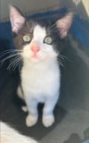 adoptable Cat in Franklin, TN named KITTEN OREO