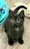 adoptable Cat in Franklin, TN named KITTEN TAVI