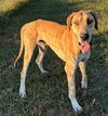 adoptable Dog in Franklin, TN named NEVILLE