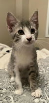 adoptable Cat in Franklin, TN named KITTEN TRISTAN