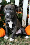 adoptable Dog in , TN named PUPPY LAINEY