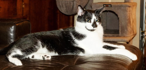 BISCUIT CATIO - Domestic Short Hair available for adoption
