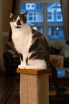 BISCUIT CATIO - Photo 1