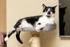 BISCUIT CATIO - Photo 2