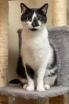 BISCUIT CATIO - Photo 3