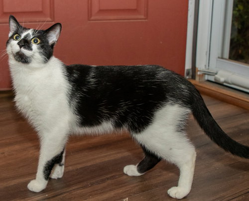 BISCUIT CATIO - Domestic Short Hair available for adoption
