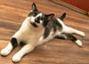 BISCUIT CATIO - Photo 4