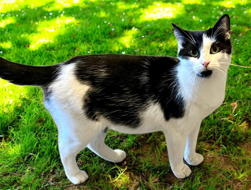 NALA - Domestic Short Hair available for adoption