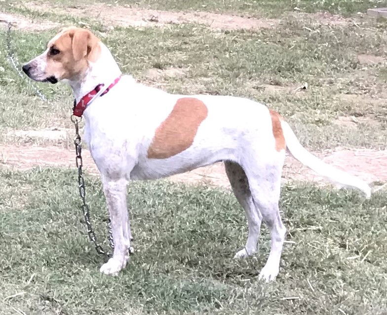 adoptable Dog in Franklin, TN named LOVELY LILY GREAT FAMILY DOG