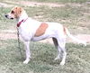 adoptable Dog in  named LOVELY LILY GREAT FAMILY DOG