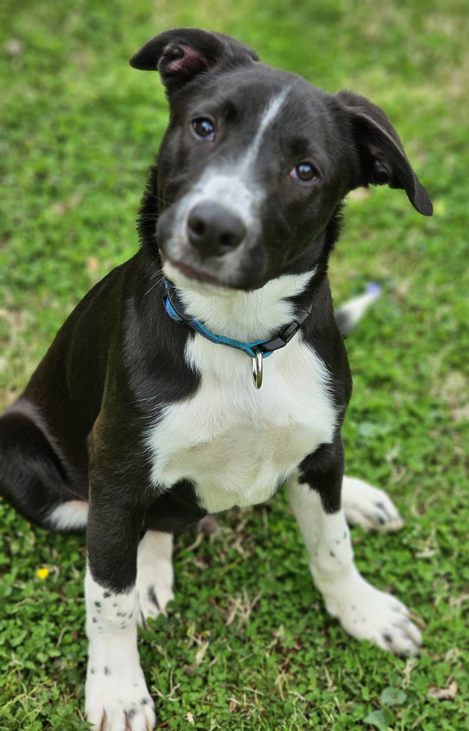 Border Collie