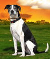 adoptable Dog in  named GOOD TIME CHARLIE