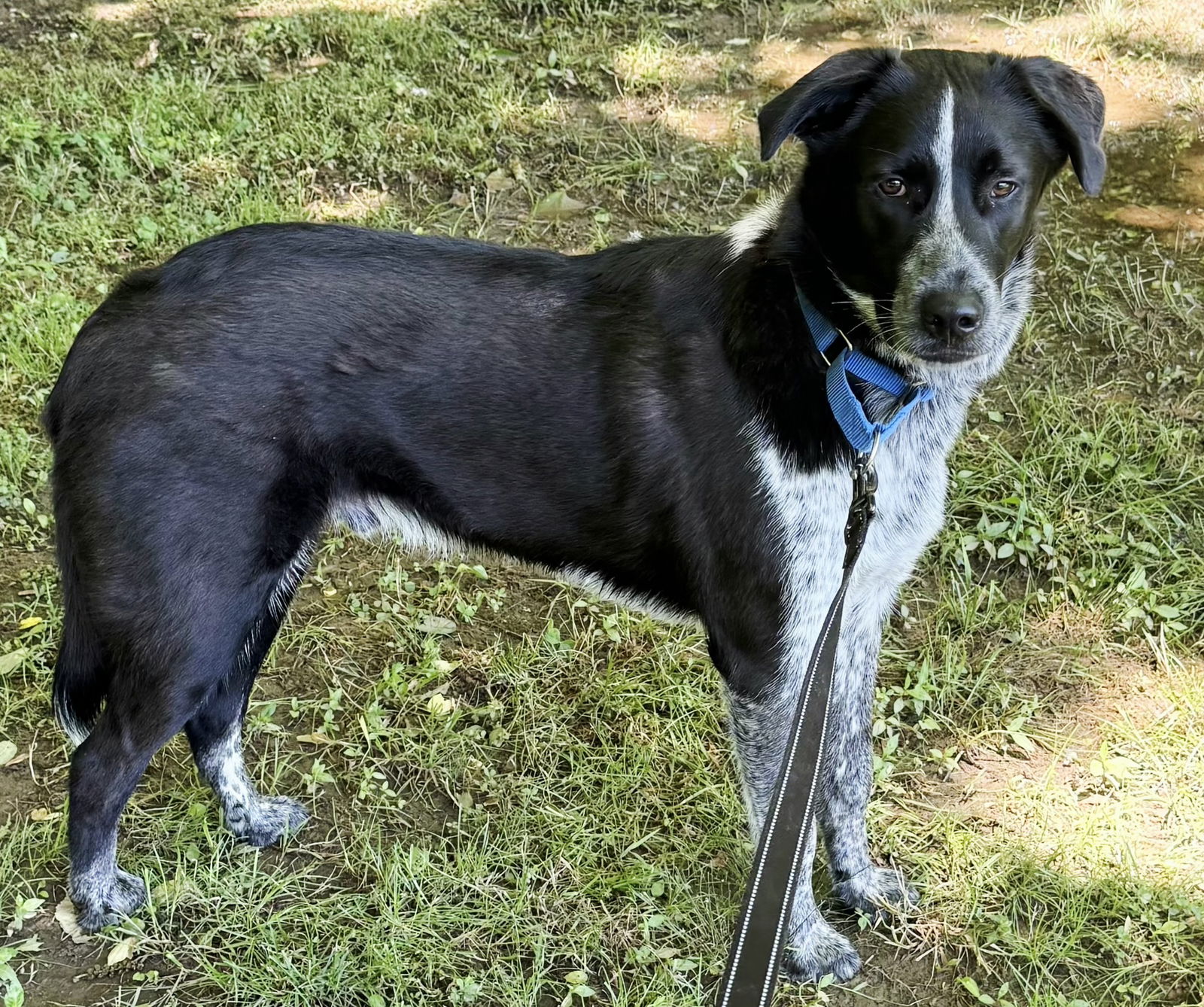 adoptable Dog in Franklin, TN named ALFIE BLUE -TENDER HEART...EASY