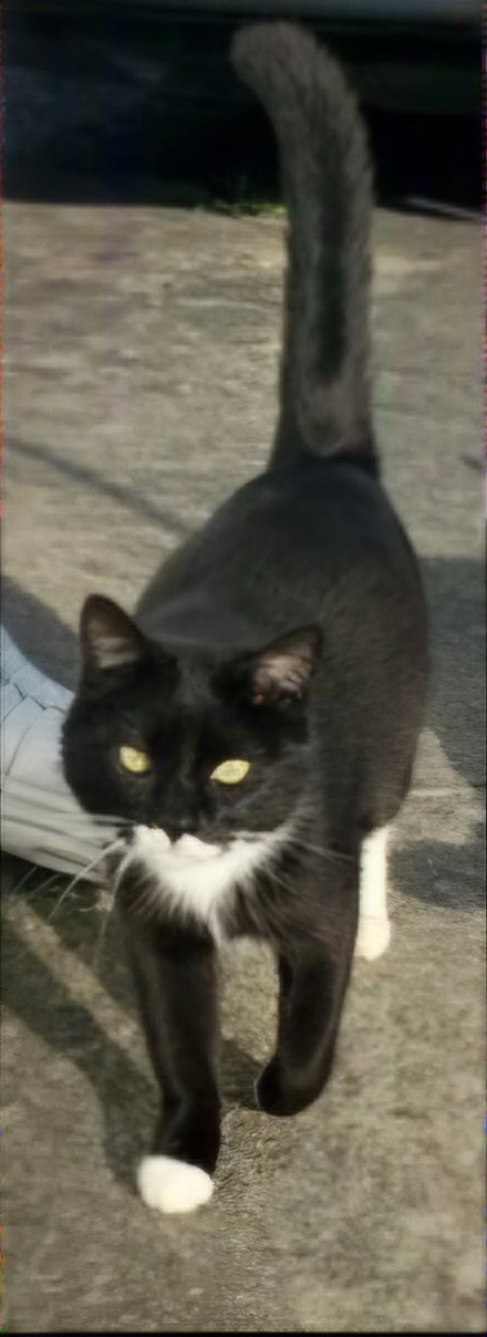MAEVE - Domestic Short Hair available for adoption