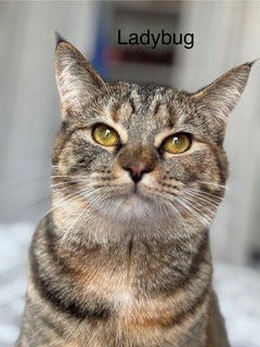 LADYBUG - Domestic Short Hair available for adoption