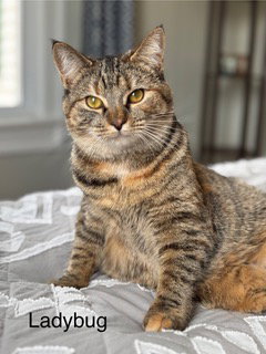 LADYBUG - Domestic Short Hair available for adoption