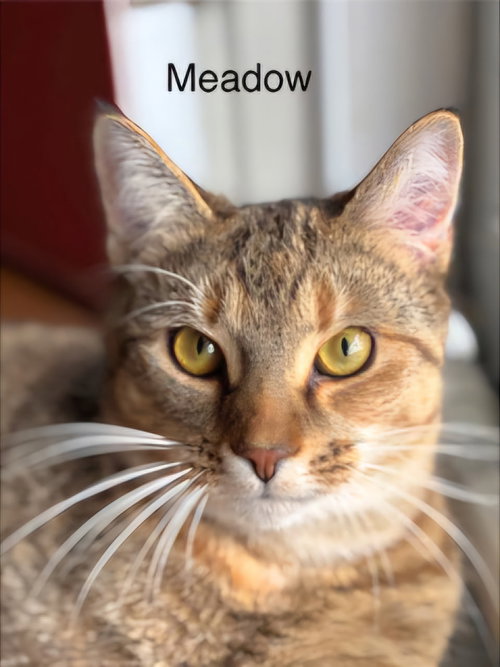 MEADOW GIRL - Domestic Short Hair available for adoption