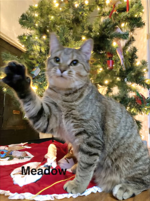 MEADOW GIRL - Domestic Short Hair available for adoption