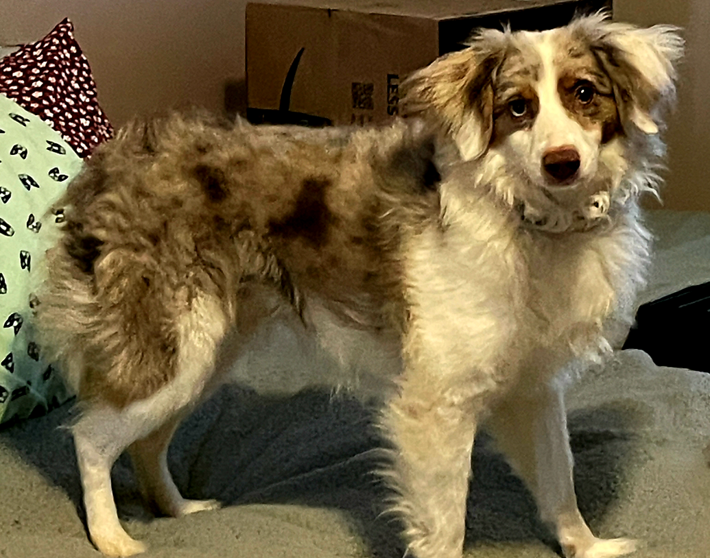 adoptable Dog in Franklin, TN named OLLIE WITH A TWIST