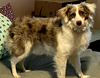 adoptable Dog in  named OLLIE WITH A TWIST