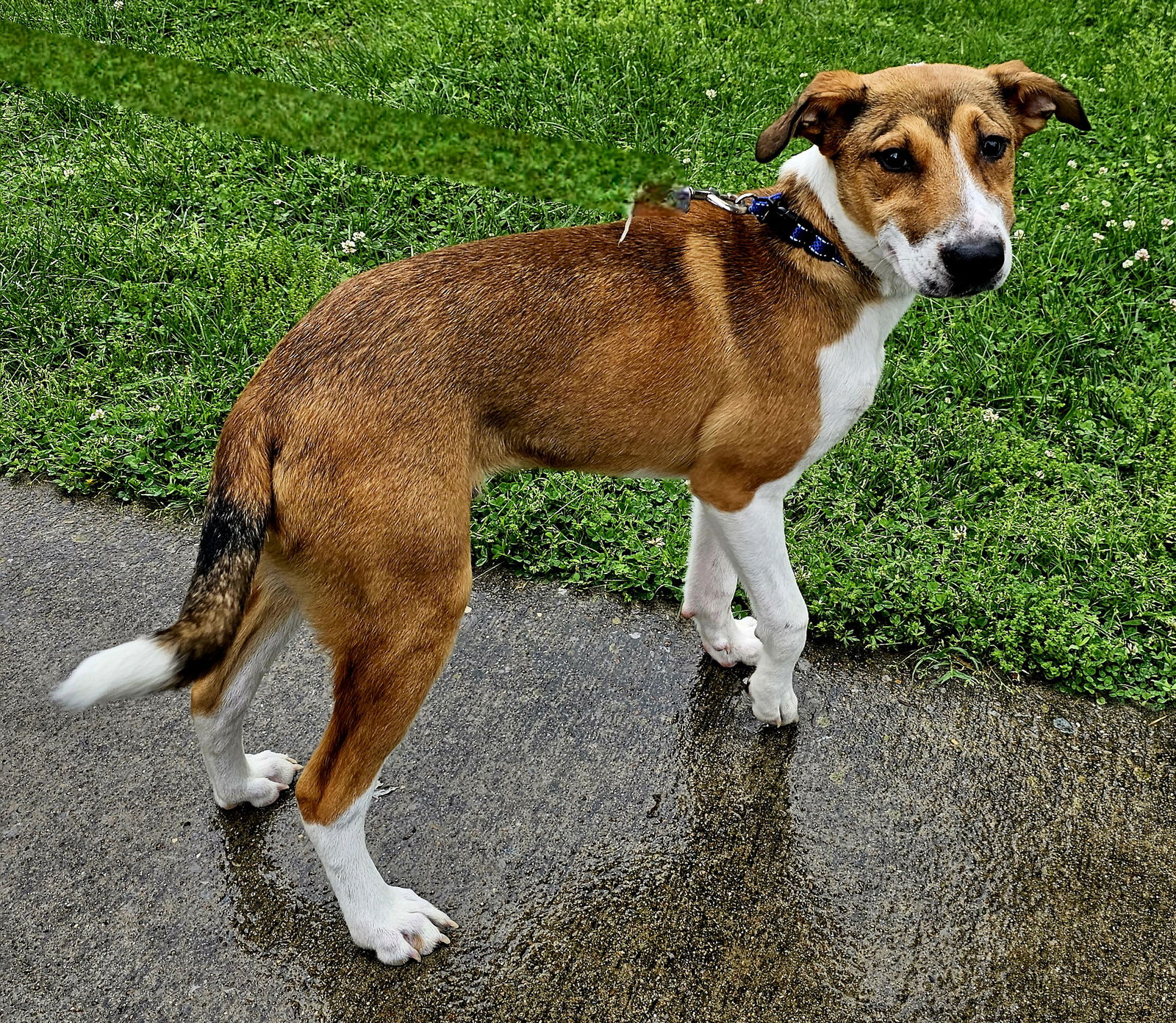 adoptable Dog in Franklin, TN named PUPPY NASH
