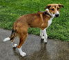 adoptable Dog in Franklin, TN named PUPPY NASH