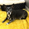 adoptable Dog in  named CHIHUAHUA SENIORS-IMMEDIATE FOSTER NEEDED