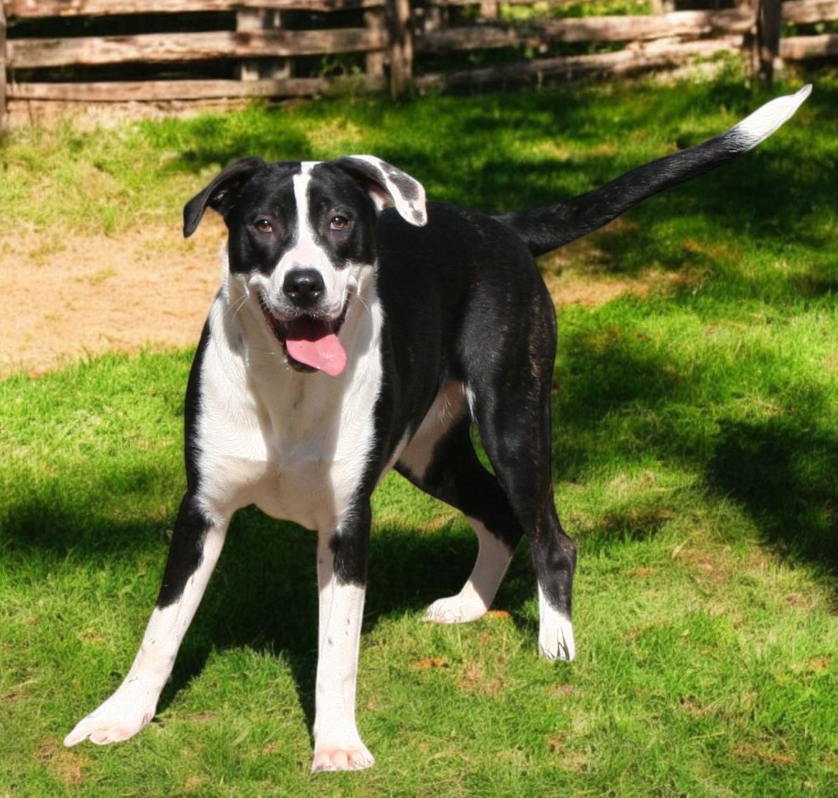 adoptable Dog in Franklin, TN named MISS PANDY