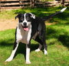 adoptable Dog in  named MISS PANDY