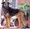 adoptable Dog in  named COOPER