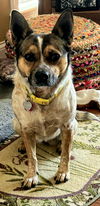 adoptable Dog in  named MAGGIE MAE