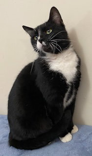 CHARLIE CAT - Tuxedo available for adoption