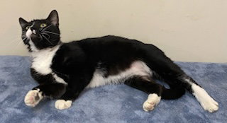 CHARLIE CAT - Tuxedo available for adoption