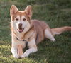 adoptable Dog in Franklin, TN named TEDDY