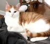 adoptable Cat in Franklin, TN named DOLLY