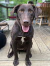 adoptable Dog in Franklin, TN named PUPPY TAFFY