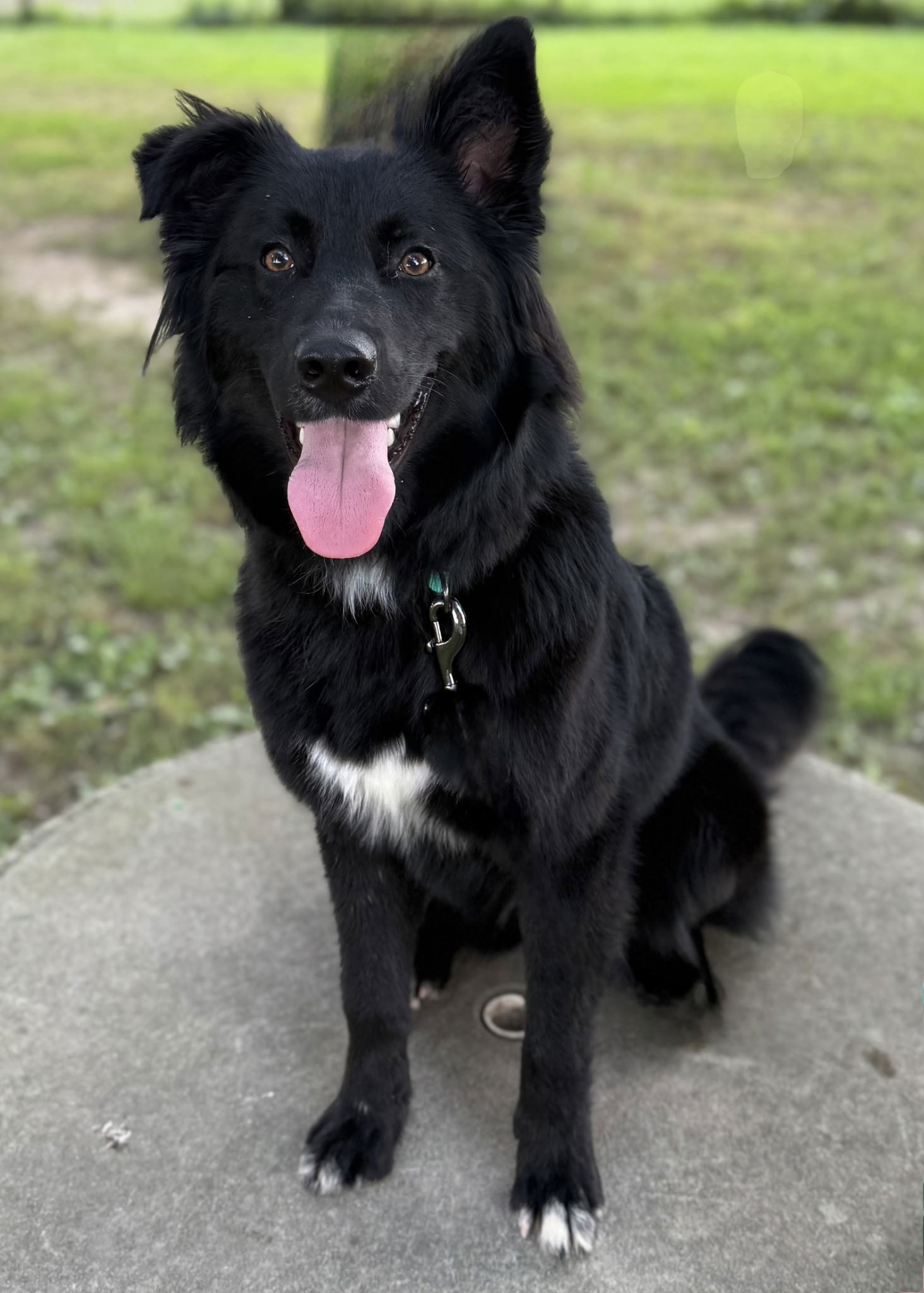 adoptable Dog in Franklin, TN named BEAUTIFUL BONNIE