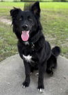 adoptable Dog in  named BEAUTIFUL BONNIE