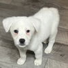 adoptable Dog in  named SUMMER SUNKIST GIRLS