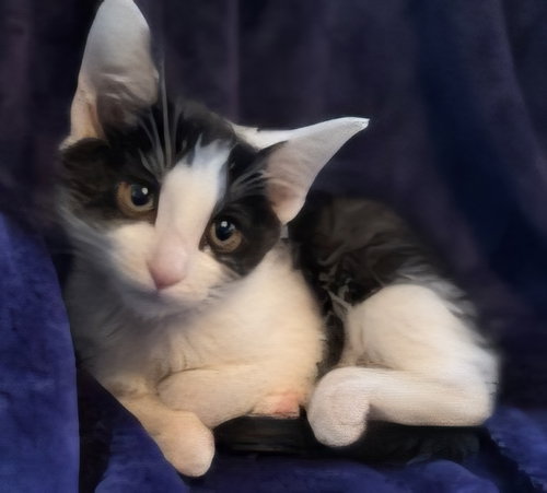 KITTEN BEATRICE - Domestic Short Hair available for adoption