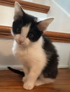 KITTEN BEATRICE - Photo 1