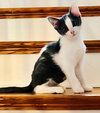 KITTEN BEATRICE - Photo 3
