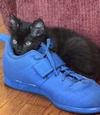 adoptable Cat in Franklin, TN named KITTEN FRANK JR