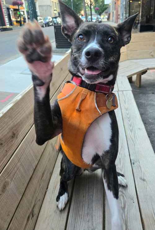 SARA - Dutch Shepherd available for adoption