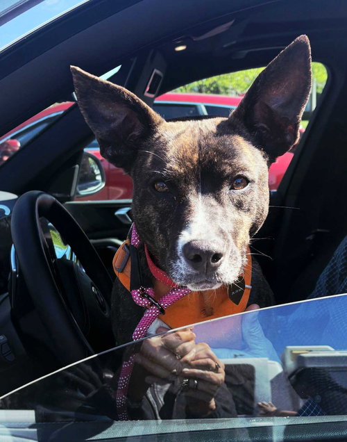 SARA - Dutch Shepherd available for adoption
