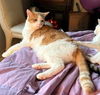 adoptable Cat in Franklin, TN named CHESTER